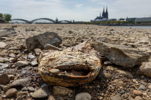 Historischer Niedrigwasser-Rekord am Rhein Freiliegendes Flussbett am Deutzer Rheinufer - 16.08.26 Blick vom Deutzer Rheinufer Richtung Kölner Dom auf das durch historisches Niedrigwasser freiliegende Flussbett des Rheins. Der Pegel Köln erreicht einen Tiefstand von 46 cm und unterbietet damit den bisherigen Rekord von 69 cm aus dem Jahr 2018 deutlich. Die Rheinschifffahrt ist durch das extrem niedrige Wasser praktisch zum Erliegen gekommen. Ein ca. 1 Meter langer toter Wels liegt ausgetrocknet in den Steinen. Köln Deutz Nordrhein-Westfalen Deutschland Copyright: xMarcxJohnx