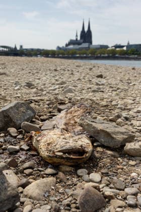 Historischer Niedrigwasser-Rekord am Rhein Freiliegendes Flussbett am Deutzer Rheinufer - 16.08.26 Blick vom Deutzer Rheinufer Richtung Kölner Dom auf das durch historisches Niedrigwasser freiliegende Flussbett des Rheins. Der Pegel Köln erreicht einen Tiefstand von 46 cm und unterbietet damit den bisherigen Rekord von 69 cm aus dem Jahr 2018 deutlich. Die Rheinschifffahrt ist durch das extrem niedrige Wasser praktisch zum Erliegen gekommen. Ein ca. 1 Meter langer toter Wels liegt ausgetrocknet in den Steinen. Köln Deutz Nordrhein-Westfalen Deutschland Copyright: xMarcxJohnx