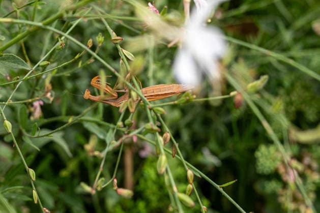 Gottesanbeterin zwischen Pflanzen und Blüten 17.08.26, Limburg: Symbolfoto, Illustrationsbild, Symbolbild, Illustrationsfoto, Alltagsszene Eine Europäische Gottesanbeterin (Mantis religiosa) sitzt zwischen grünen Pflanzen und Blüten. Die braun gefärbte Fangschrecke ist durch ihre Färbung zwischen den Stängeln gut getarnt. Die Gottesanbeterin gehört zu den Fangschrecken und ist auch in Deutschland zunehmend anzutreffen Limburg Hessen Deutschland