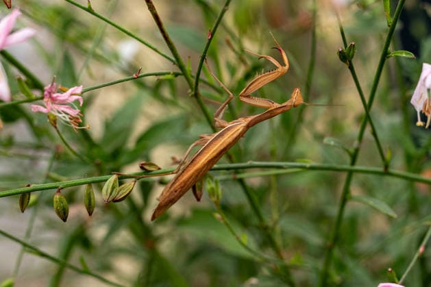 Gottesanbeterin zwischen Pflanzen und Blüten 17.08.26, Limburg: Symbolfoto, Illustrationsbild, Symbolbild, Illustrationsfoto, Alltagsszene Eine Europäische Gottesanbeterin (Mantis religiosa) sitzt zwischen grünen Pflanzen und Blüten. Die braun gefärbte Fangschrecke ist durch ihre Färbung zwischen den Stängeln gut getarnt. Die Gottesanbeterin gehört zu den Fangschrecken und ist auch in Deutschland zunehmend anzutreffen Limburg Hessen Deutschland