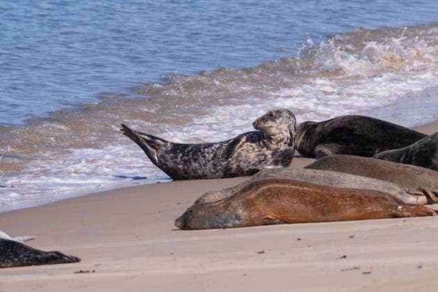 Seehunde, Robben, Kegelrobben, Meeressäuger, Wildtiere, Tiere am Strand, Robben am Strand, Sandstrand, Nordsee, Nordseeküste, Ostende, Oostende, Belgien, belgische Küste, Symbolbild für Küstennatur, Meeresnatur, Tierwelt, Natur, Artenschutz, Tierschutz, Ruheplatz, Strand, Meer, Tourismus, Strandurlaub, Küstentourismus, Mensch und Tier Copyright: xArnexAmbergx
