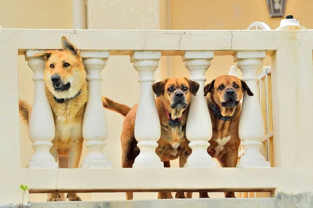 Three curious dogs watching from a balcony Belize City, Belize District, Belize R_BABE260825B-2083686-01 ,model released, Symbolfoto ,property released