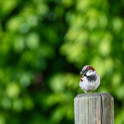 Männlicher Spatz Haussperling mit Futter im Schnabel Ein erwachsener männlicher Haussperling (Passer domesticus), oftmals auch Spatz genannt, sitzt auf einem Holzpfosten. Im Schnabel hält er Futter für seine Jungen. Bevor er mit dem Futter zum Nest fliegt, schaut er genau, ob die Situation auch sicher ist. Diese Naturfotografie zeigt den Spatz vor einem wunderschönen, grünen Blätterhintergrund. Haussperlinge gehören zu den Singvögeln. (License=RF) Copyright: xZoonar.com NiccxKochx 25476094