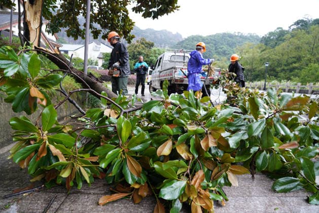 YUEQING, CHINA - AUGUST 28: Landscaping workers clear fallen trees on August 28, 2026 in Yueqing, Zhejiang Province of China. Typhoon Saudel passed through the area causing trees to fall on streets.  Copyright: xVCGx 111662612411