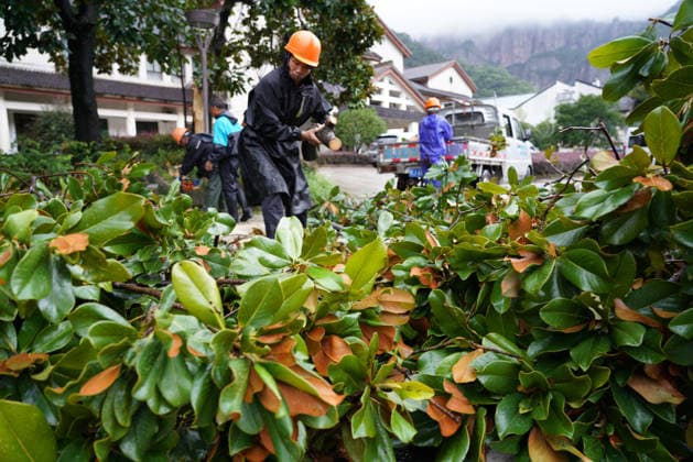 YUEQING, CHINA - AUGUST 28: Landscaping workers clear fallen trees in Xianglingtou Village, Yandang Town on August 28, 2026 in Yueqing, Zhejiang Province of China. Typhoon Saudel passed through the area causing trees to fall along streets.  Copyright: xVCGx 111662612408