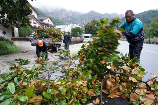 YUEQING, CHINA - AUGUST 28: Landscaping workers clear fallen trees caused by Typhoon Saudel on August 28, 2026 in Yueqing, Zhejiang Province of China. Typhoon Saudel brought strong winds and heavy rainfall to the region.  Copyright: xVCGx 111662612409