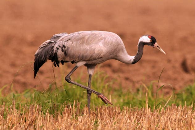 Grauer Kranich Grauer Kranich, Grus grus, common crane (License=RM) Copyright: xZoonar.com MarkusxRebmannx 5208661