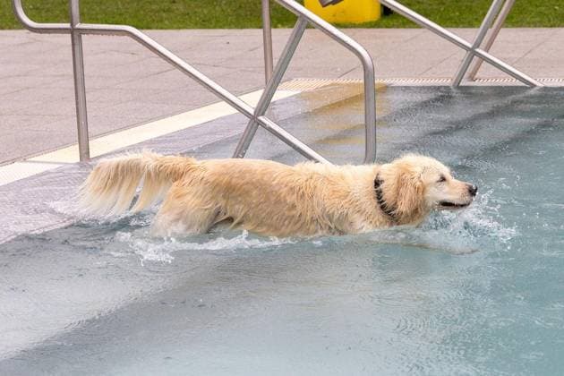 Hundeschwimmen im Freibad Werne ** NUR FÜR REDAKTIONELLE ZWECKE ** EDITORIAL USE ONLY **<p>Am Sonntag, den 13. September 2026 öffnete das Freibad Werne der Wasserwelten Bochum die Tore für das Hundeschwimmen. Deutschland NRW Bochum Copyright: MichaelxSchwalm