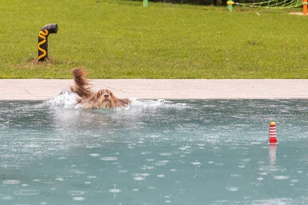 Hundeschwimmen im Freibad Werne ** NUR FÜR REDAKTIONELLE ZWECKE ** EDITORIAL USE ONLY **<p>Am Sonntag, den 13. September 2026 öffnete das Freibad Werne der Wasserwelten Bochum die Tore für das Hundeschwimmen. Deutschland NRW Bochum Copyright: MichaelxSchwalm