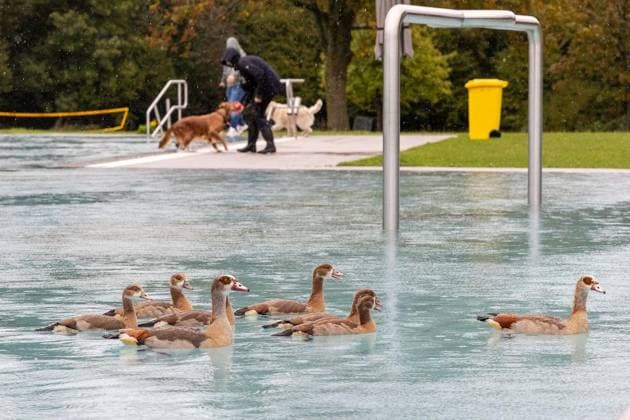 Hundeschwimmen im Freibad Werne ** NUR FÜR REDAKTIONELLE ZWECKE ** EDITORIAL USE ONLY **<p>Am Sonntag, den 13. September 2026 öffnete das Freibad Werne der Wasserwelten Bochum die Tore für das Hundeschwimmen. Deutschland NRW Bochum Copyright: MichaelxSchwalm