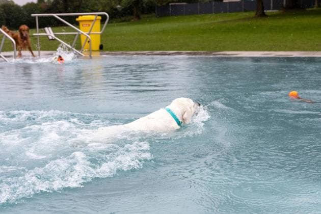 Hundeschwimmen im Freibad Werne ** NUR FÜR REDAKTIONELLE ZWECKE ** EDITORIAL USE ONLY **<p>Am Sonntag, den 13. September 2026 öffnete das Freibad Werne der Wasserwelten Bochum die Tore für das Hundeschwimmen. Deutschland NRW Bochum Copyright: MichaelxSchwalm