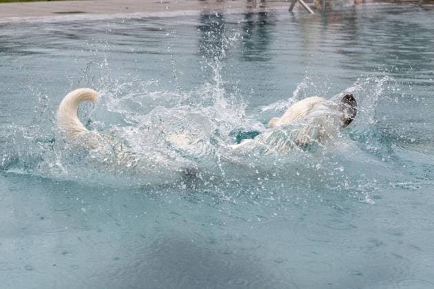 Hundeschwimmen im Freibad Werne ** NUR FÜR REDAKTIONELLE ZWECKE ** EDITORIAL USE ONLY **<p>Am Sonntag, den 13. September 2026 öffnete das Freibad Werne der Wasserwelten Bochum die Tore für das Hundeschwimmen. Deutschland NRW Bochum Copyright: MichaelxSchwalm