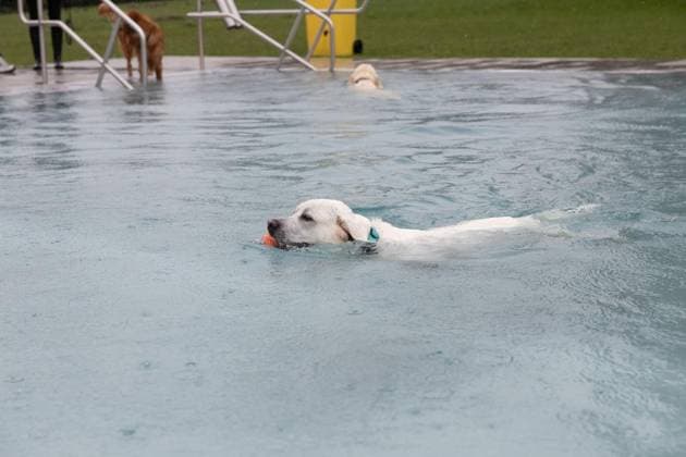 Hundeschwimmen im Freibad Werne ** NUR FÜR REDAKTIONELLE ZWECKE ** EDITORIAL USE ONLY **<p>Am Sonntag, den 13. September 2026 öffnete das Freibad Werne der Wasserwelten Bochum die Tore für das Hundeschwimmen. Deutschland NRW Bochum Copyright: MichaelxSchwalm
