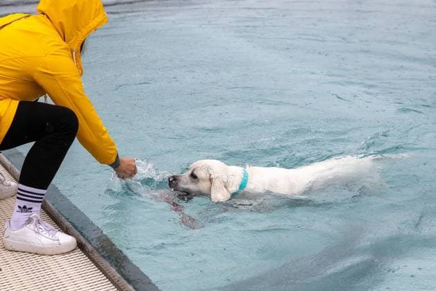 Hundeschwimmen im Freibad Werne ** NUR FÜR REDAKTIONELLE ZWECKE ** EDITORIAL USE ONLY **<p>Am Sonntag, den 13. September 2026 öffnete das Freibad Werne der Wasserwelten Bochum die Tore für das Hundeschwimmen. Deutschland NRW Bochum Copyright: MichaelxSchwalm