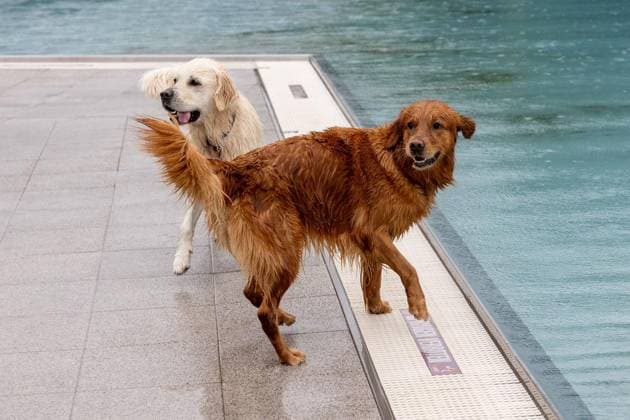 Hundeschwimmen im Freibad Werne ** NUR FÜR REDAKTIONELLE ZWECKE ** EDITORIAL USE ONLY **<p>Am Sonntag, den 13. September 2026 öffnete das Freibad Werne der Wasserwelten Bochum die Tore für das Hundeschwimmen. Deutschland NRW Bochum Copyright: MichaelxSchwalm