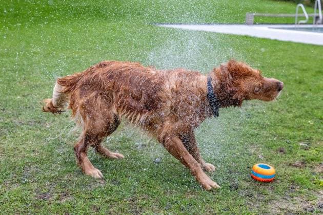 Hundeschwimmen im Freibad Werne ** NUR FÜR REDAKTIONELLE ZWECKE ** EDITORIAL USE ONLY **<p>Am Sonntag, den 13. September 2026 öffnete das Freibad Werne der Wasserwelten Bochum die Tore für das Hundeschwimmen. Deutschland NRW Bochum Copyright: MichaelxSchwalm