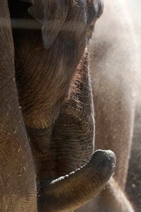 September 15, 2026, Madri, Community Of Madrid, Spain: A male Sumatran elephant calf named MAX is seen exploring his enclosure and interacting with his mother CYNTHIA and other female herd members, including his aunt and sister, at the Zoo Aquarium de Madrid on Tuesday, September 15, 2026, in Madrid, Spain. In a unique naming event, caretakers presented CYNTHIA with three boxes, and she intuitively selected the name MAX, which serendipitously honors the species scientific name, Elephas maximus sumatranus. Born in August 2026 after a 21-month gestation, the calf s arrival was supported by the herd s females, who exhibit natural cooperative rearing behavior (allomothering) to protect and guide the newborn. Sired by VALENTINO (not pictured), - ZUMAo127 20260915_zep_o127_064 Copyright: xHugoxOrtunox