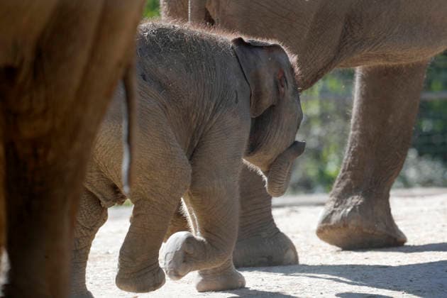 September 15, 2026, Madri, Community Of Madrid, Spain: A male Sumatran elephant calf named MAX is seen exploring his enclosure and interacting with his mother CYNTHIA and other female herd members, including his aunt and sister, at the Zoo Aquarium de Madrid on Tuesday, September 15, 2026, in Madrid, Spain. In a unique naming event, caretakers presented CYNTHIA with three boxes, and she intuitively selected the name MAX, which serendipitously honors the species scientific name, Elephas maximus sumatranus. Born in August 2026 after a 21-month gestation, the calf s arrival was supported by the herd s females, who exhibit natural cooperative rearing behavior (allomothering) to protect and guide the newborn. Sired by VALENTINO (not pictured), - ZUMAo127 20260915_zep_o127_008 Copyright: xHugoxOrtunox