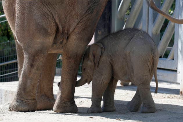 September 15, 2026, Madri, Community Of Madrid, Spain: A male Sumatran elephant calf named MAX is seen exploring his enclosure and interacting with his mother CYNTHIA and other female herd members, including his aunt and sister, at the Zoo Aquarium de Madrid on Tuesday, September 15, 2026, in Madrid, Spain. In a unique naming event, caretakers presented CYNTHIA with three boxes, and she intuitively selected the name MAX, which serendipitously honors the species scientific name, Elephas maximus sumatranus. Born in August 2026 after a 21-month gestation, the calf s arrival was supported by the herd s females, who exhibit natural cooperative rearing behavior (allomothering) to protect and guide the newborn. Sired by VALENTINO (not pictured), - ZUMAo127 20260915_zep_o127_040 Copyright: xHugoxOrtunox