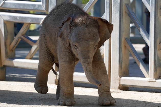 September 15, 2026, Madri, Community Of Madrid, Spain: A male Sumatran elephant calf named MAX is seen exploring his enclosure and interacting with his mother CYNTHIA and other female herd members, including his aunt and sister, at the Zoo Aquarium de Madrid on Tuesday, September 15, 2026, in Madrid, Spain. In a unique naming event, caretakers presented CYNTHIA with three boxes, and she intuitively selected the name MAX, which serendipitously honors the species scientific name, Elephas maximus sumatranus. Born in August 2026 after a 21-month gestation, the calf s arrival was supported by the herd s females, who exhibit natural cooperative rearing behavior (allomothering) to protect and guide the newborn. Sired by VALENTINO (not pictured), - ZUMAo127 20260915_zep_o127_041 Copyright: xHugoxOrtunox