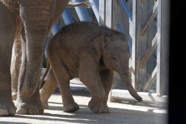 September 15, 2026, Madri, Community Of Madrid, Spain: A male Sumatran elephant calf named MAX is seen exploring his enclosure and interacting with his mother CYNTHIA and other female herd members, including his aunt and sister, at the Zoo Aquarium de Madrid on Tuesday, September 15, 2026, in Madrid, Spain. In a unique naming event, caretakers presented CYNTHIA with three boxes, and she intuitively selected the name MAX, which serendipitously honors the species scientific name, Elephas maximus sumatranus. Born in August 2026 after a 21-month gestation, the calf s arrival was supported by the herd s females, who exhibit natural cooperative rearing behavior (allomothering) to protect and guide the newborn. Sired by VALENTINO (not pictured), - ZUMAo127 20260915_zep_o127_042 Copyright: xHugoxOrtunox