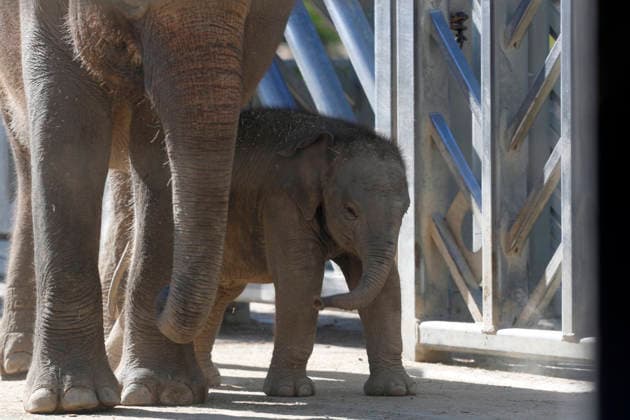 September 15, 2026, Madri, Community Of Madrid, Spain: A male Sumatran elephant calf named MAX is seen exploring his enclosure and interacting with his mother CYNTHIA and other female herd members, including his aunt and sister, at the Zoo Aquarium de Madrid on Tuesday, September 15, 2026, in Madrid, Spain. In a unique naming event, caretakers presented CYNTHIA with three boxes, and she intuitively selected the name MAX, which serendipitously honors the species scientific name, Elephas maximus sumatranus. Born in August 2026 after a 21-month gestation, the calf s arrival was supported by the herd s females, who exhibit natural cooperative rearing behavior (allomothering) to protect and guide the newborn. Sired by VALENTINO (not pictured), - ZUMAo127 20260915_zep_o127_043 Copyright: xHugoxOrtunox