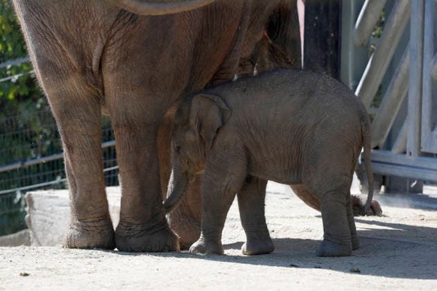 September 15, 2026, Madri, Community Of Madrid, Spain: A male Sumatran elephant calf named MAX is seen exploring his enclosure and interacting with his mother CYNTHIA and other female herd members, including his aunt and sister, at the Zoo Aquarium de Madrid on Tuesday, September 15, 2026, in Madrid, Spain. In a unique naming event, caretakers presented CYNTHIA with three boxes, and she intuitively selected the name MAX, which serendipitously honors the species scientific name, Elephas maximus sumatranus. Born in August 2026 after a 21-month gestation, the calf s arrival was supported by the herd s females, who exhibit natural cooperative rearing behavior (allomothering) to protect and guide the newborn. Sired by VALENTINO (not pictured), - ZUMAo127 20260915_zep_o127_044 Copyright: xHugoxOrtunox