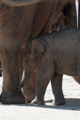 September 15, 2026, Madri, Community Of Madrid, Spain: A male Sumatran elephant calf named MAX is seen exploring his enclosure and interacting with his mother CYNTHIA and other female herd members, including his aunt and sister, at the Zoo Aquarium de Madrid on Tuesday, September 15, 2026, in Madrid, Spain. In a unique naming event, caretakers presented CYNTHIA with three boxes, and she intuitively selected the name MAX, which serendipitously honors the species scientific name, Elephas maximus sumatranus. Born in August 2026 after a 21-month gestation, the calf s arrival was supported by the herd s females, who exhibit natural cooperative rearing behavior (allomothering) to protect and guide the newborn. Sired by VALENTINO (not pictured), - ZUMAo127 20260915_zep_o127_045 Copyright: xHugoxOrtunox
