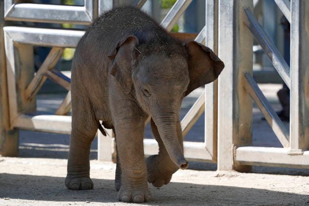 September 15, 2026, Madri, Community Of Madrid, Spain: A male Sumatran elephant calf named MAX is seen exploring his enclosure and interacting with his mother CYNTHIA and other female herd members, including his aunt and sister, at the Zoo Aquarium de Madrid on Tuesday, September 15, 2026, in Madrid, Spain. In a unique naming event, caretakers presented CYNTHIA with three boxes, and she intuitively selected the name MAX, which serendipitously honors the species scientific name, Elephas maximus sumatranus. Born in August 2026 after a 21-month gestation, the calf s arrival was supported by the herd s females, who exhibit natural cooperative rearing behavior (allomothering) to protect and guide the newborn. Sired by VALENTINO (not pictured), - ZUMAo127 20260915_zep_o127_046 Copyright: xHugoxOrtunox