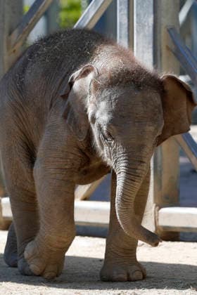 September 15, 2026, Madri, Community Of Madrid, Spain: A male Sumatran elephant calf named MAX is seen exploring his enclosure and interacting with his mother CYNTHIA and other female herd members, including his aunt and sister, at the Zoo Aquarium de Madrid on Tuesday, September 15, 2026, in Madrid, Spain. In a unique naming event, caretakers presented CYNTHIA with three boxes, and she intuitively selected the name MAX, which serendipitously honors the species scientific name, Elephas maximus sumatranus. Born in August 2026 after a 21-month gestation, the calf s arrival was supported by the herd s females, who exhibit natural cooperative rearing behavior (allomothering) to protect and guide the newborn. Sired by VALENTINO (not pictured), - ZUMAo127 20260915_zep_o127_047 Copyright: xHugoxOrtunox