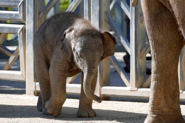 September 15, 2026, Madri, Community Of Madrid, Spain: A male Sumatran elephant calf named MAX is seen exploring his enclosure and interacting with his mother CYNTHIA and other female herd members, including his aunt and sister, at the Zoo Aquarium de Madrid on Tuesday, September 15, 2026, in Madrid, Spain. In a unique naming event, caretakers presented CYNTHIA with three boxes, and she intuitively selected the name MAX, which serendipitously honors the species scientific name, Elephas maximus sumatranus. Born in August 2026 after a 21-month gestation, the calf s arrival was supported by the herd s females, who exhibit natural cooperative rearing behavior (allomothering) to protect and guide the newborn. Sired by VALENTINO (not pictured), - ZUMAo127 20260915_zep_o127_048 Copyright: xHugoxOrtunox
