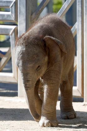 September 15, 2026, Madri, Community Of Madrid, Spain: A male Sumatran elephant calf named MAX is seen exploring his enclosure and interacting with his mother CYNTHIA and other female herd members, including his aunt and sister, at the Zoo Aquarium de Madrid on Tuesday, September 15, 2026, in Madrid, Spain. In a unique naming event, caretakers presented CYNTHIA with three boxes, and she intuitively selected the name MAX, which serendipitously honors the species scientific name, Elephas maximus sumatranus. Born in August 2026 after a 21-month gestation, the calf s arrival was supported by the herd s females, who exhibit natural cooperative rearing behavior (allomothering) to protect and guide the newborn. Sired by VALENTINO (not pictured), - ZUMAo127 20260915_zep_o127_049 Copyright: xHugoxOrtunox