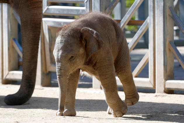 September 15, 2026, Madri, Community Of Madrid, Spain: A male Sumatran elephant calf named MAX is seen exploring his enclosure and interacting with his mother CYNTHIA and other female herd members, including his aunt and sister, at the Zoo Aquarium de Madrid on Tuesday, September 15, 2026, in Madrid, Spain. In a unique naming event, caretakers presented CYNTHIA with three boxes, and she intuitively selected the name MAX, which serendipitously honors the species scientific name, Elephas maximus sumatranus. Born in August 2026 after a 21-month gestation, the calf s arrival was supported by the herd s females, who exhibit natural cooperative rearing behavior (allomothering) to protect and guide the newborn. Sired by VALENTINO (not pictured), - ZUMAo127 20260915_zep_o127_050 Copyright: xHugoxOrtunox