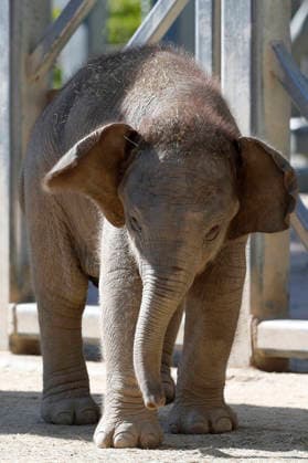 September 15, 2026, Madri, Community Of Madrid, Spain: A male Sumatran elephant calf named MAX is seen exploring his enclosure and interacting with his mother CYNTHIA and other female herd members, including his aunt and sister, at the Zoo Aquarium de Madrid on Tuesday, September 15, 2026, in Madrid, Spain. In a unique naming event, caretakers presented CYNTHIA with three boxes, and she intuitively selected the name MAX, which serendipitously honors the species scientific name, Elephas maximus sumatranus. Born in August 2026 after a 21-month gestation, the calf s arrival was supported by the herd s females, who exhibit natural cooperative rearing behavior (allomothering) to protect and guide the newborn. Sired by VALENTINO (not pictured), - ZUMAo127 20260915_zep_o127_051 Copyright: xHugoxOrtunox