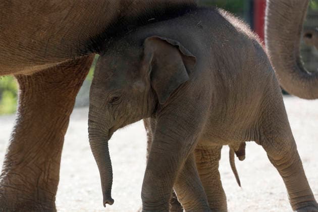 September 15, 2026, Madri, Community Of Madrid, Spain: A male Sumatran elephant calf named MAX is seen exploring his enclosure and interacting with his mother CYNTHIA and other female herd members, including his aunt and sister, at the Zoo Aquarium de Madrid on Tuesday, September 15, 2026, in Madrid, Spain. In a unique naming event, caretakers presented CYNTHIA with three boxes, and she intuitively selected the name MAX, which serendipitously honors the species scientific name, Elephas maximus sumatranus. Born in August 2026 after a 21-month gestation, the calf s arrival was supported by the herd s females, who exhibit natural cooperative rearing behavior (allomothering) to protect and guide the newborn. Sired by VALENTINO (not pictured), - ZUMAo127 20260915_zep_o127_058 Copyright: xHugoxOrtunox