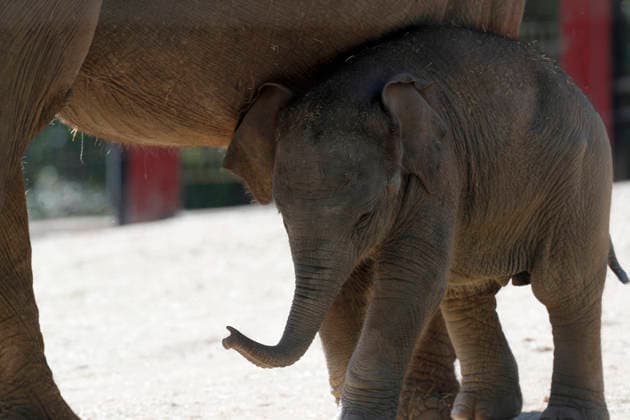 September 15, 2026, Madri, Community Of Madrid, Spain: A male Sumatran elephant calf named MAX is seen exploring his enclosure and interacting with his mother CYNTHIA and other female herd members, including his aunt and sister, at the Zoo Aquarium de Madrid on Tuesday, September 15, 2026, in Madrid, Spain. In a unique naming event, caretakers presented CYNTHIA with three boxes, and she intuitively selected the name MAX, which serendipitously honors the species scientific name, Elephas maximus sumatranus. Born in August 2026 after a 21-month gestation, the calf s arrival was supported by the herd s females, who exhibit natural cooperative rearing behavior (allomothering) to protect and guide the newborn. Sired by VALENTINO (not pictured), - ZUMAo127 20260915_zep_o127_059 Copyright: xHugoxOrtunox