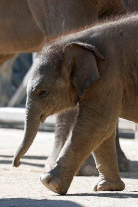 September 15, 2026, Madri, Community Of Madrid, Spain: A male Sumatran elephant calf named MAX is seen exploring his enclosure and interacting with his mother CYNTHIA and other female herd members, including his aunt and sister, at the Zoo Aquarium de Madrid on Tuesday, September 15, 2026, in Madrid, Spain. In a unique naming event, caretakers presented CYNTHIA with three boxes, and she intuitively selected the name MAX, which serendipitously honors the species scientific name, Elephas maximus sumatranus. Born in August 2026 after a 21-month gestation, the calf s arrival was supported by the herd s females, who exhibit natural cooperative rearing behavior (allomothering) to protect and guide the newborn. Sired by VALENTINO (not pictured), - ZUMAo127 20260915_zep_o127_060 Copyright: xHugoxOrtunox