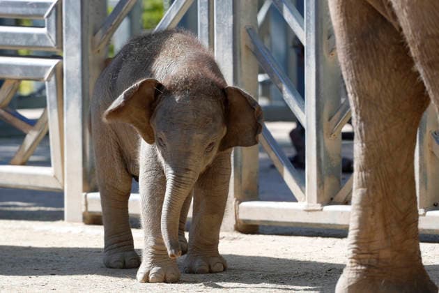 September 15, 2026, Madri, Community Of Madrid, Spain: A male Sumatran elephant calf named MAX is seen exploring his enclosure and interacting with his mother CYNTHIA and other female herd members, including his aunt and sister, at the Zoo Aquarium de Madrid on Tuesday, September 15, 2026, in Madrid, Spain. In a unique naming event, caretakers presented CYNTHIA with three boxes, and she intuitively selected the name MAX, which serendipitously honors the species scientific name, Elephas maximus sumatranus. Born in August 2026 after a 21-month gestation, the calf s arrival was supported by the herd s females, who exhibit natural cooperative rearing behavior (allomothering) to protect and guide the newborn. Sired by VALENTINO (not pictured), - ZUMAo127 20260915_zep_o127_052 Copyright: xHugoxOrtunox