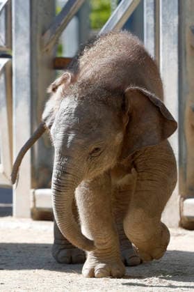 September 15, 2026, Madri, Community Of Madrid, Spain: A male Sumatran elephant calf named MAX is seen exploring his enclosure and interacting with his mother CYNTHIA and other female herd members, including his aunt and sister, at the Zoo Aquarium de Madrid on Tuesday, September 15, 2026, in Madrid, Spain. In a unique naming event, caretakers presented CYNTHIA with three boxes, and she intuitively selected the name MAX, which serendipitously honors the species scientific name, Elephas maximus sumatranus. Born in August 2026 after a 21-month gestation, the calf s arrival was supported by the herd s females, who exhibit natural cooperative rearing behavior (allomothering) to protect and guide the newborn. Sired by VALENTINO (not pictured), - ZUMAo127 20260915_zep_o127_053 Copyright: xHugoxOrtunox