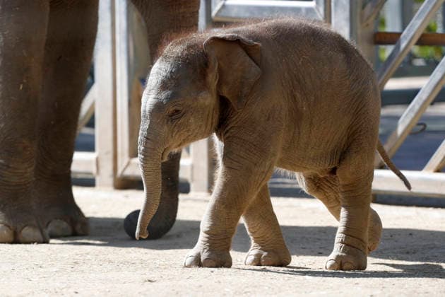 September 15, 2026, Madri, Community Of Madrid, Spain: A male Sumatran elephant calf named MAX is seen exploring his enclosure and interacting with his mother CYNTHIA and other female herd members, including his aunt and sister, at the Zoo Aquarium de Madrid on Tuesday, September 15, 2026, in Madrid, Spain. In a unique naming event, caretakers presented CYNTHIA with three boxes, and she intuitively selected the name MAX, which serendipitously honors the species scientific name, Elephas maximus sumatranus. Born in August 2026 after a 21-month gestation, the calf s arrival was supported by the herd s females, who exhibit natural cooperative rearing behavior (allomothering) to protect and guide the newborn. Sired by VALENTINO (not pictured), - ZUMAo127 20260915_zep_o127_054 Copyright: xHugoxOrtunox