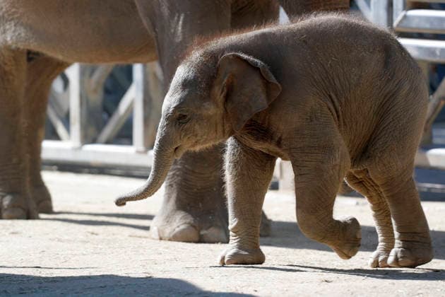 September 15, 2026, Madri, Community Of Madrid, Spain: A male Sumatran elephant calf named MAX is seen exploring his enclosure and interacting with his mother CYNTHIA and other female herd members, including his aunt and sister, at the Zoo Aquarium de Madrid on Tuesday, September 15, 2026, in Madrid, Spain. In a unique naming event, caretakers presented CYNTHIA with three boxes, and she intuitively selected the name MAX, which serendipitously honors the species scientific name, Elephas maximus sumatranus. Born in August 2026 after a 21-month gestation, the calf s arrival was supported by the herd s females, who exhibit natural cooperative rearing behavior (allomothering) to protect and guide the newborn. Sired by VALENTINO (not pictured), - ZUMAo127 20260915_zep_o127_055 Copyright: xHugoxOrtunox