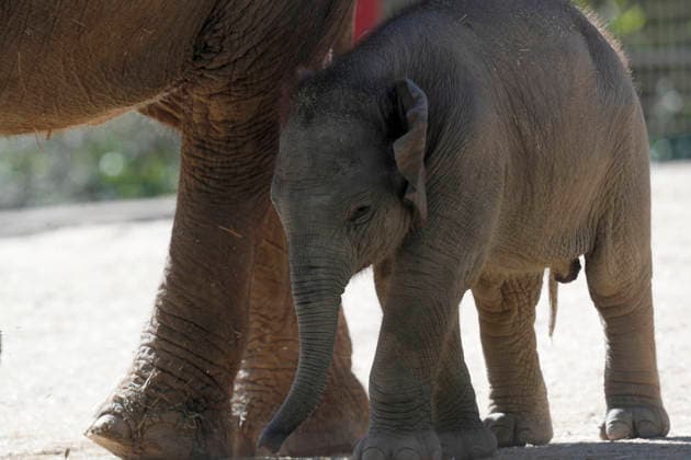 September 15, 2026, Madri, Community Of Madrid, Spain: A male Sumatran elephant calf named MAX is seen exploring his enclosure and interacting with his mother CYNTHIA and other female herd members, including his aunt and sister, at the Zoo Aquarium de Madrid on Tuesday, September 15, 2026, in Madrid, Spain. In a unique naming event, caretakers presented CYNTHIA with three boxes, and she intuitively selected the name MAX, which serendipitously honors the species scientific name, Elephas maximus sumatranus. Born in August 2026 after a 21-month gestation, the calf s arrival was supported by the herd s females, who exhibit natural cooperative rearing behavior (allomothering) to protect and guide the newborn. Sired by VALENTINO (not pictured), - ZUMAo127 20260915_zep_o127_056 Copyright: xHugoxOrtunox