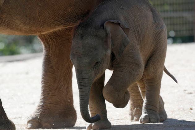 September 15, 2026, Madri, Community Of Madrid, Spain: A male Sumatran elephant calf named MAX is seen exploring his enclosure and interacting with his mother CYNTHIA and other female herd members, including his aunt and sister, at the Zoo Aquarium de Madrid on Tuesday, September 15, 2026, in Madrid, Spain. In a unique naming event, caretakers presented CYNTHIA with three boxes, and she intuitively selected the name MAX, which serendipitously honors the species scientific name, Elephas maximus sumatranus. Born in August 2026 after a 21-month gestation, the calf s arrival was supported by the herd s females, who exhibit natural cooperative rearing behavior (allomothering) to protect and guide the newborn. Sired by VALENTINO (not pictured), - ZUMAo127 20260915_zep_o127_061 Copyright: xHugoxOrtunox