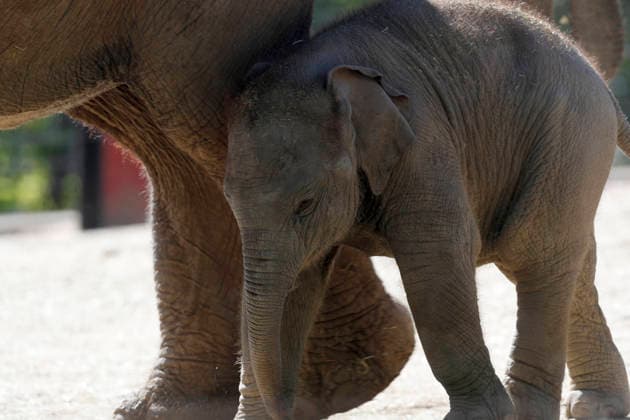 September 15, 2026, Madri, Community Of Madrid, Spain: A male Sumatran elephant calf named MAX is seen exploring his enclosure and interacting with his mother CYNTHIA and other female herd members, including his aunt and sister, at the Zoo Aquarium de Madrid on Tuesday, September 15, 2026, in Madrid, Spain. In a unique naming event, caretakers presented CYNTHIA with three boxes, and she intuitively selected the name MAX, which serendipitously honors the species scientific name, Elephas maximus sumatranus. Born in August 2026 after a 21-month gestation, the calf s arrival was supported by the herd s females, who exhibit natural cooperative rearing behavior (allomothering) to protect and guide the newborn. Sired by VALENTINO (not pictured), - ZUMAo127 20260915_zep_o127_062 Copyright: xHugoxOrtunox