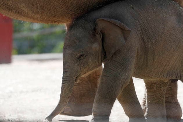 September 15, 2026, Madri, Community Of Madrid, Spain: A male Sumatran elephant calf named MAX is seen exploring his enclosure and interacting with his mother CYNTHIA and other female herd members, including his aunt and sister, at the Zoo Aquarium de Madrid on Tuesday, September 15, 2026, in Madrid, Spain. In a unique naming event, caretakers presented CYNTHIA with three boxes, and she intuitively selected the name MAX, which serendipitously honors the species scientific name, Elephas maximus sumatranus. Born in August 2026 after a 21-month gestation, the calf s arrival was supported by the herd s females, who exhibit natural cooperative rearing behavior (allomothering) to protect and guide the newborn. Sired by VALENTINO (not pictured), - ZUMAo127 20260915_zep_o127_063 Copyright: xHugoxOrtunox