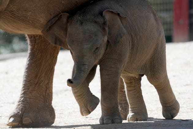 September 15, 2026, Madri, Community Of Madrid, Spain: A male Sumatran elephant calf named MAX is seen exploring his enclosure and interacting with his mother CYNTHIA and other female herd members, including his aunt and sister, at the Zoo Aquarium de Madrid on Tuesday, September 15, 2026, in Madrid, Spain. In a unique naming event, caretakers presented CYNTHIA with three boxes, and she intuitively selected the name MAX, which serendipitously honors the species scientific name, Elephas maximus sumatranus. Born in August 2026 after a 21-month gestation, the calf s arrival was supported by the herd s females, who exhibit natural cooperative rearing behavior (allomothering) to protect and guide the newborn. Sired by VALENTINO (not pictured), - ZUMAo127 20260915_zep_o127_065 Copyright: xHugoxOrtunox