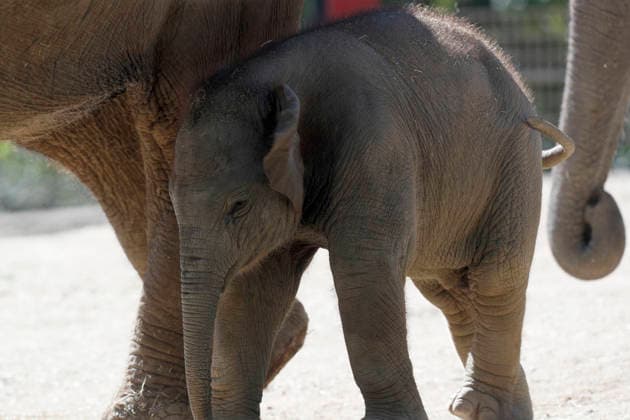 September 15, 2026, Madri, Community Of Madrid, Spain: A male Sumatran elephant calf named MAX is seen exploring his enclosure and interacting with his mother CYNTHIA and other female herd members, including his aunt and sister, at the Zoo Aquarium de Madrid on Tuesday, September 15, 2026, in Madrid, Spain. In a unique naming event, caretakers presented CYNTHIA with three boxes, and she intuitively selected the name MAX, which serendipitously honors the species scientific name, Elephas maximus sumatranus. Born in August 2026 after a 21-month gestation, the calf s arrival was supported by the herd s females, who exhibit natural cooperative rearing behavior (allomothering) to protect and guide the newborn. Sired by VALENTINO (not pictured), - ZUMAo127 20260915_zep_o127_066 Copyright: xHugoxOrtunox