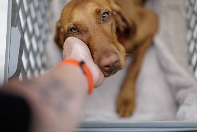 Hund im Supermarkt - Magyar Vizsla-Hündin *Maddalena* sitzt noch etwas skeptisch am 16.09.2026 in einem Conad-Supermarkt in Lucca (Toskana, Italien) in einem speziell für Hunde vorgesehenen Einkaufswagen. In einigen hundefreundlichen italienischen Supermärkten besteht die Möglichkeit, Hunde in speziellen Einkaufswagen mitzuführen, während der Zutritt zu deutschen Lebensmittelgeschäften meist Assistenzhunden wie Blindenführhunden oder Mobilitätsassistenzhunden vorbehalten ist.
