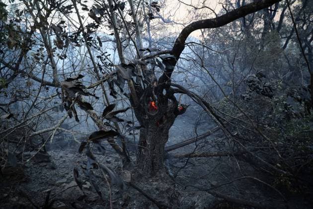 The uncontrolled wildfire in Quiroga has scorched 250 hectares A tree burning in a wildfire, on September 16, 2026, in Quiroga, Lugo, Galicia, Spain. The fire, which has already destroyed 250 hectares, broke out at 3:30 p.m. on Tuesday, September 15, in the Quiroga mountains, in the parish of Pacios da Serra, and spread rapidly due to wind conditions throughout the day. SEPTEMBER 16, 2026 FIRE FOREST FIRE FIREFIGHTERS FOREST BRIGADE MEMBERS HELICOPTER Quiroga, Lugo, Galicia Quiroga, Lugo, Galicia, Spain Copyright: xCarlosxCastrox 7779937