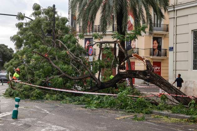 Rainfall totals exceed 100 l m² in Valencia A tree fell on a street in Valencia due to last night’s heavy rains, on September 17, 2026, in Valencia, Valencian Community, Spain. The rains that fell on Wednesday afternoon, September 16, hitting much of the province of Valencia hard, were concentrated in the metropolitan area of the capital, Horta Nord and Sud, and other nearby regions such as Camp de Turia, where some municipalities recorded total rainfall exceeding 100 liters per square meter, accompanied by spectacular downpours, lightning, and winds of 100 kilometers per hour SEPTEMBER 17, 2026 STORM Valencia, Valencian Community Valencia, Valencian Community, Spain  Copyright: xRoberxSolsonax 7780584